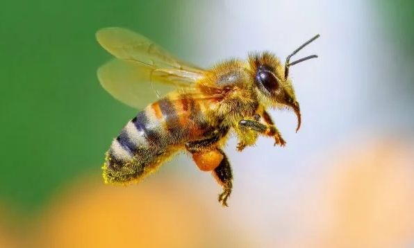 Παγκόσμιο ορόσημο: Η μέλισσα, το πρώτο έντομο στην ιστορία που απέκτησε νομικά δικαιώματα