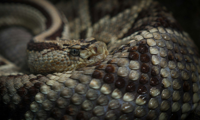 Πώς μια οχιά επιτίθεται πιο γρήγορα από ότι μπορεί να αντιδράσει ένας άνθρωπος