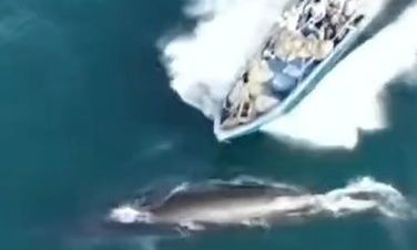 Η στιγμή που κινεζικό αλιευτικό χτυπά φάλαινα - Πλάνα από drone