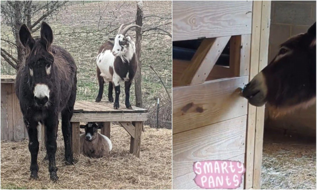 Αυτό το τυφλό γαϊδουράκι «ξεγελά» κάθε κλειδαριά στάβλου για να δει τον… κολλητό του – Βίντεο