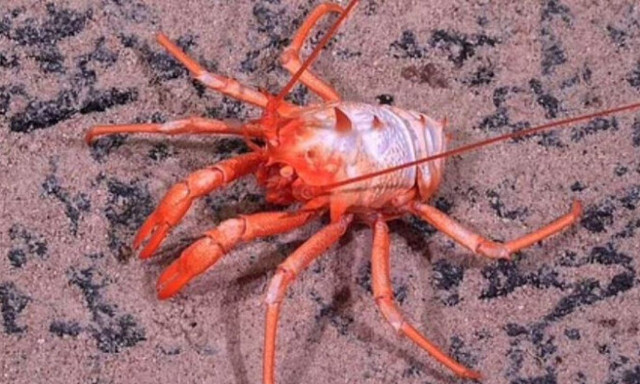 Φιλιππίνες: Νεκρή influencer από δηλητηρίαση – Έφαγε τοξικό κάβουρα για μερικά… likes