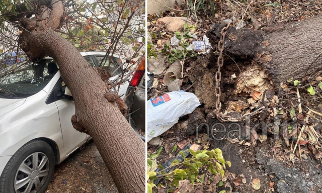 Ηράκλειο: Δέντρα καταπλάκωσαν αυτοκίνητα στον Μασταμπά λόγω θυελλωδών ανέμων