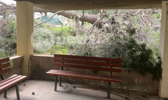 Θυελλώδεις άνεμοι «σάρωσαν» την Αττική - Πεύκο 25 μέτρων κατέρρευσε στην Αγία Παρασκευή