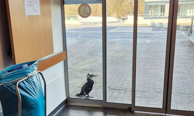 Γερμανία: Τραυματισμένος κορμοράνος ζήτησε βοήθεια από νοσοκομείο... χτυπώντας την πόρτα