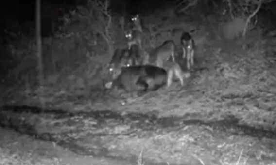 Ιωάννινα: Αγέλη λύκων «πολιορκεί» οικισμό στο Ζαγόρι - Έρχονται δίπλα σε σπίτια