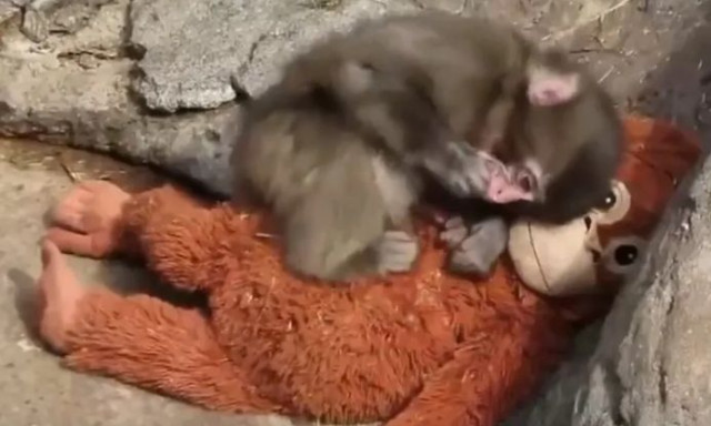 Ραγίζει καρδιές το μωρό μαϊμουδάκι - Το εγκατέλειψε η μητέρα του και έχει συντροφιά ένα λούτρινο
