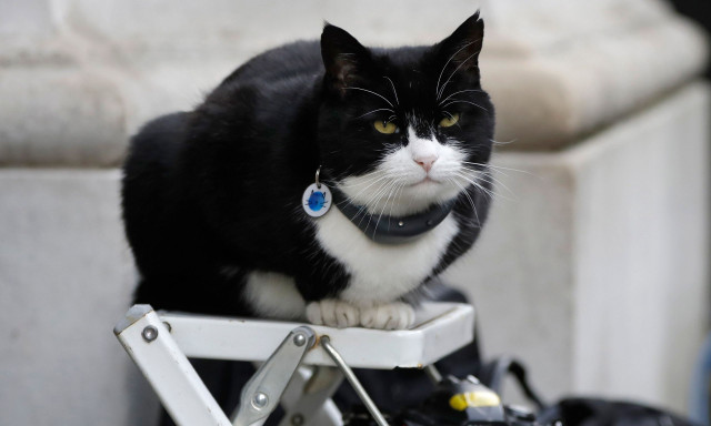 Πάλμερστον ο γάτος: Πέθανε ο πρώην «Αρχικυνηγός Ποντικών» του υπουργείου Εξωτερικών της Βρετανίας