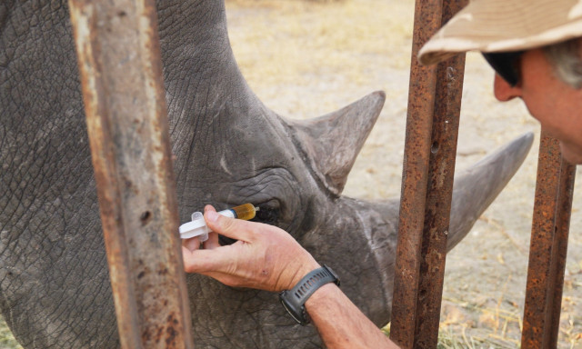 Ζιμπάμπουε: Ζωολόγοι έσωσαν την όραση λευκού ρινόκερου αφού του έβαλαν... κολλύριο στα μάτια