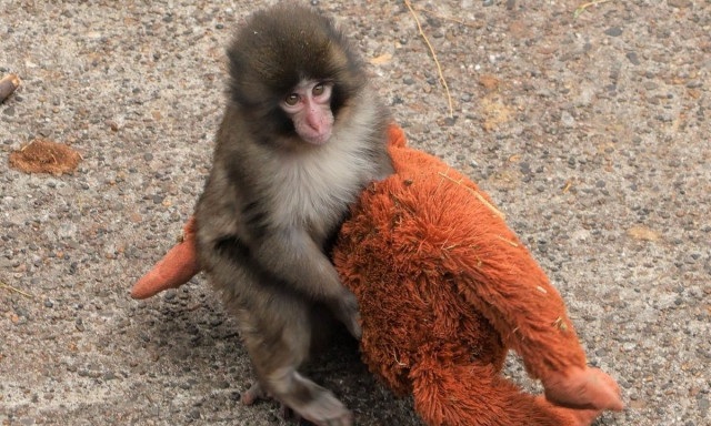 Ιαπωνία: Συγκινεί το κοινό σε όλο τον κόσμο η ιστορία της ορφανής μαϊμούς με το λούτρινο