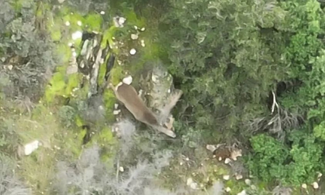 Θεσσαλονίκη: Εντοπίστηκαν ζαρκάδια για πρώτη φορά στο Σέιχ Σου