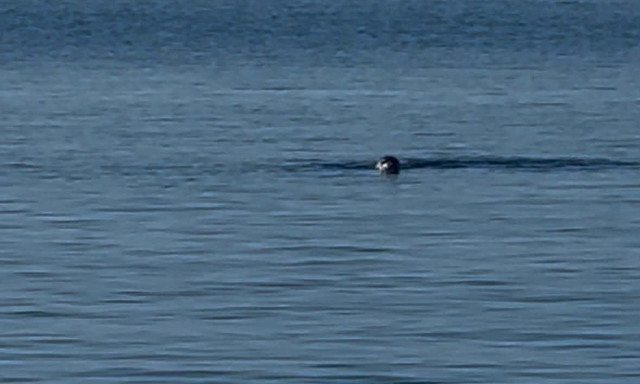 Φώκια έκανε την εμφάνισή της στο λιμάνι της Τήνου - Βίντεο