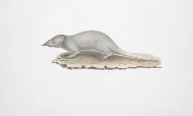 Μικρά Θηλαστικά και το Φαινόμενο Dehnel: Πώς Συρρικνώνουν τα Όργανα τους για να Επιβιώσουν το Χειμώνα