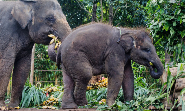 Ινδονησία: Η πρώτη ασιατική χώρα που απαγορεύει τις τουριστικές βόλτες με ελέφαντες