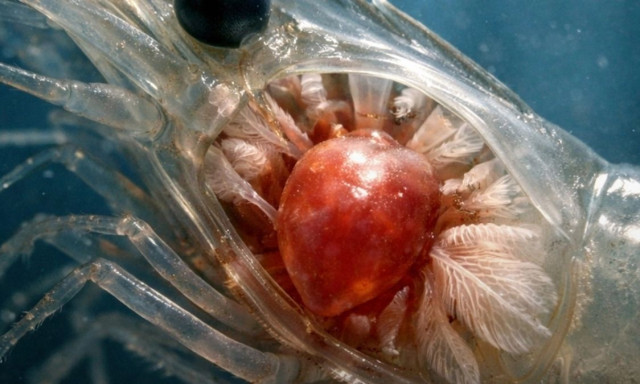 Πού βρίσκεται η καρδιά της γαρίδας; Η απάντηση που λίγοι γνωρίζουν