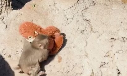 Ιαπωνία: Η ορφανή μαϊμού τρέχει στο λούτρινο για να σωθεί - Το νέο βίντεο που έγινε viral