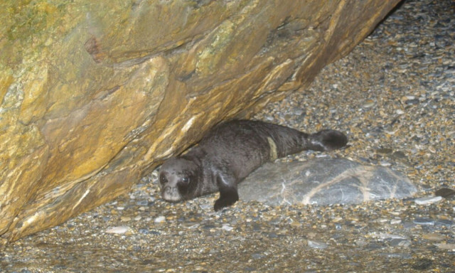 Εθνικό Πάρκο Σποράδων: Ρεκόρ στις γεννήσεις μεσογειακής φώκιας