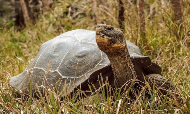 Γκαλάπαγκος: Ιστορική επανεισαγωγή των γιγάντιων χελωνών στη Φλορεάνα έπειτα από 180 χρόνια