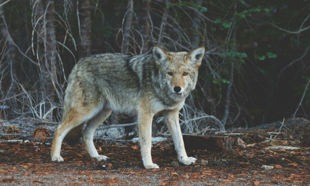 Τρόμος στο Τατόι: Λύκος επιτέθηκε σε ομάδα περιπατητών ανάμεσα σε Κρυονέρι και βασιλικά κτήματα