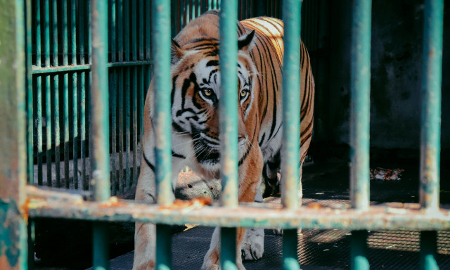Ταϊλάνδη: Οργή για τις 72 νεκρές τίγρεις σε ζωολογικό πάρκο - Ερευνώνται οι συνθήκες διαβίωσης