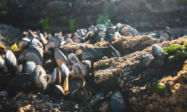 Συναγερμός στον Αμαζόνιο: Ταχύτατη εξάπλωση του «χρυσού μυδιού» απειλεί το οικοσύστημα