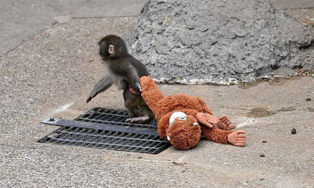 Το πιθηκάκι έγινε... sold out: Ξεπούλησε το λούτρινο μετά τα viral βίντεο του μικρού Punch