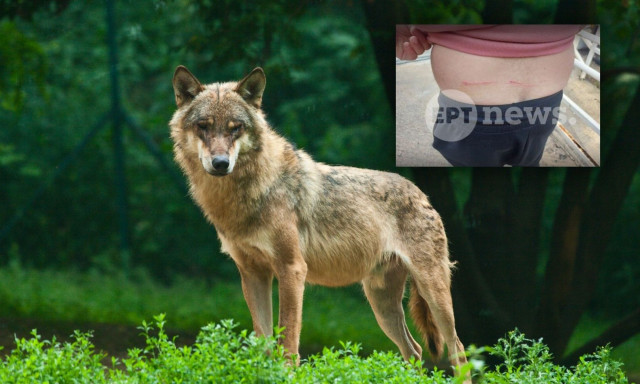 Τατόι: «Έκανα ελιγμούς αλλά με δάγκωσε στη μέση» – Πώς ξέφυγε ο άνδρας που δέχτηκε επίθεση από λύκο