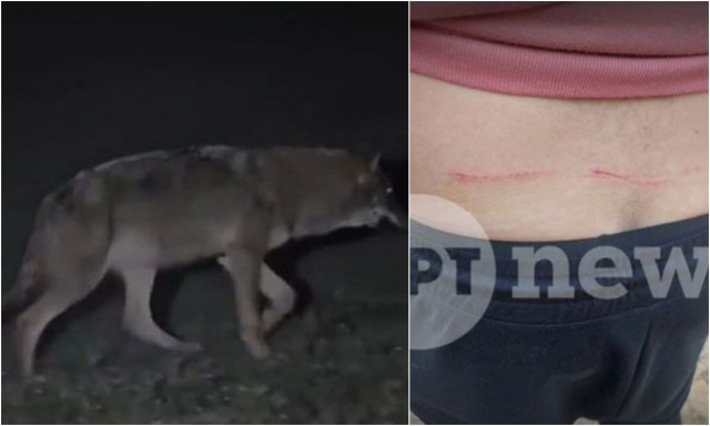 Τατόι: «Έκανα ελιγμούς αλλά με δάγκωσε στη μέση» – Πώς ξέφυγε ο άνδρας που δέχτηκε επίθεση από λύκο