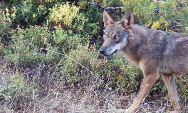 Τατόι: «Μου έσκισε τα ρούχα και με δάγκωσε στη μέση», λέει ο άνδρας που δέχτηκε επίθεση από λύκο