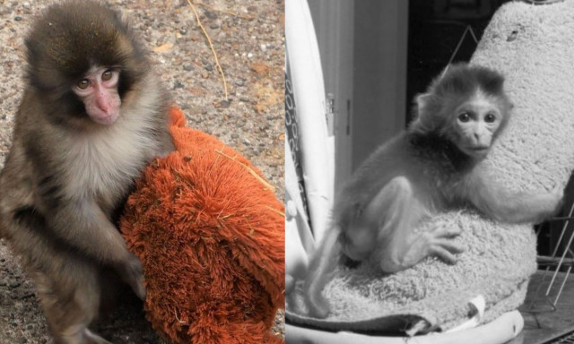 Το πείραμα της δεκαετίας του ’60 που εξηγεί γιατί το viral πιθηκάκι δεν αποχωρίζεται το λούτρινο