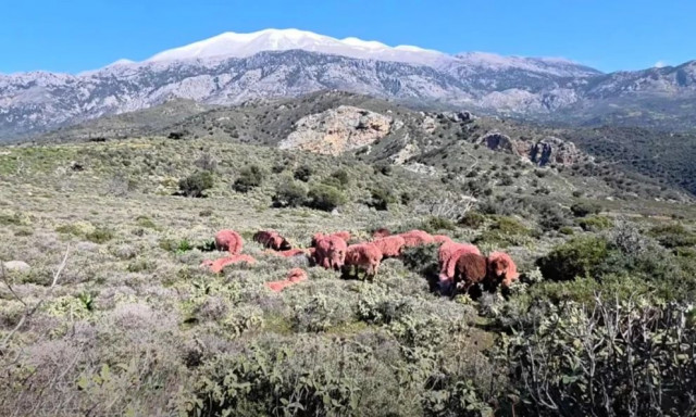 Κρήτη: Το «έξυπνο» κόλπο κτηνοτρόφου με τα ροζ πρόβατα που έγινε viral