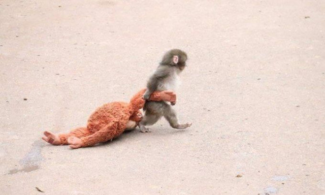 Γιατί ο Punch απορρίπτεται διαρκώς - Μία οδυνηρή αλήθεια για το μαϊμουδάκι που έκλεψε καρδιές