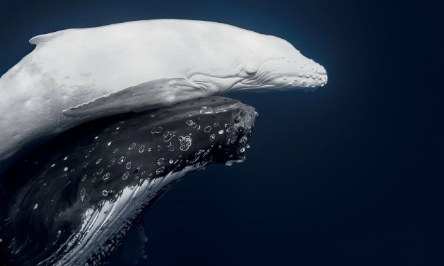 Βραβεία World Nature Photography: Μια σπάνια φάλαινα με αλφισμό κέρδισε την πρώτη θέση