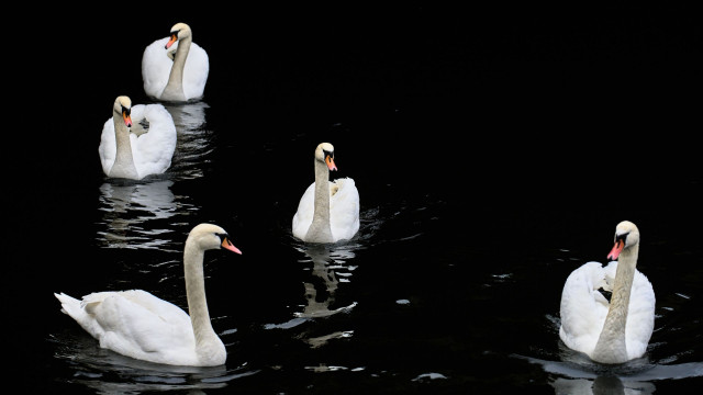 Βρετανία: 30 κύκνοι βρέθηκαν νεκροί στον ποταμό Τάμεση - Τι φοβούνται οι αρμόδιες υπηρεσίες