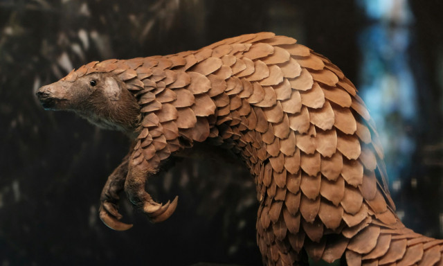 Ο παγκολίνος είναι το πιο διακινούμενο θηλαστικό στον κόσμο και απειλείται με εξαφάνιση