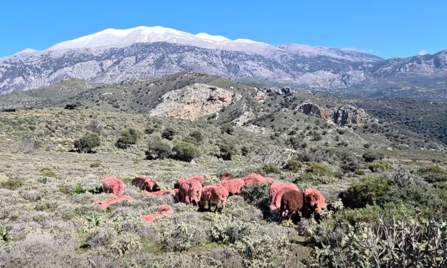 Κρήτη: Κτηνοτρόφος έβαψε κόκκινα τα πρόβατά του για να μην του τα κλέβουν