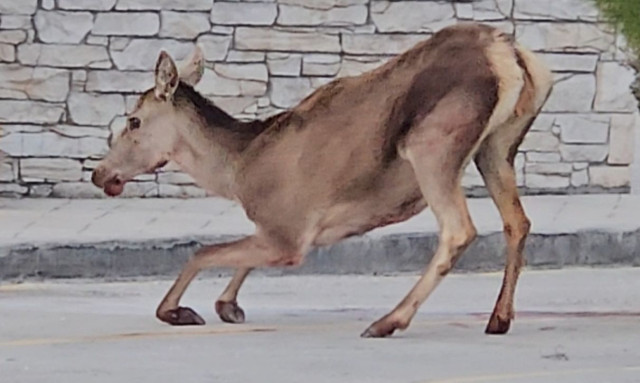 Πάρνηθα: Σοβαρά τραυματισμένο ελάφι - Έκκληση από την ΑΝΙΜΑ