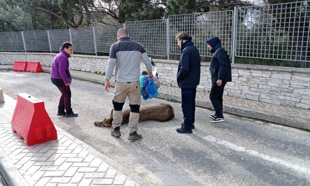 Πάρνηθα: Τραυματισμένη ελαφίνα εντοπίστηκε στο πάρκινγκ του τελεφερίκ