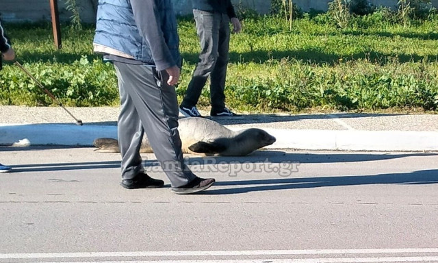 Φθιώτιδα: Φώκια βγήκε στην στεριά και έκανε... βόλτες στην Αρκίτσα - Βίντεο