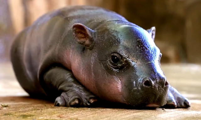 ΗΠΑ: Ένας μικρός πυγμαίος ιπποπόταμος έφτασε στον ζωολογικό κήπο της Αριζόνα - Δείτε βίντεο