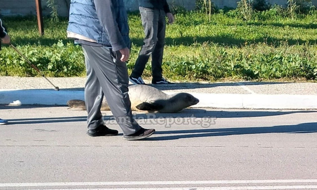 Φθιώτιδα: Μικρή φώκια βγήκε για... βόλτα στους δρόμους της Αρκίτσας - Δείτε βίντεο