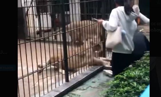 Τρομακτικό βίντεο: Η στιγμή που πεινασμένο λιοντάρι αρπάζει το πόδι 10χρονης σε ζωολογικό πάρκο