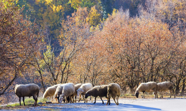 Βίντεο ντοκουμέντο από ζωοκλοπή στη Θεσσαλονίκη: «Δεν ξέρουμε από πού να φυλαχτούμε» λέει το θύμα