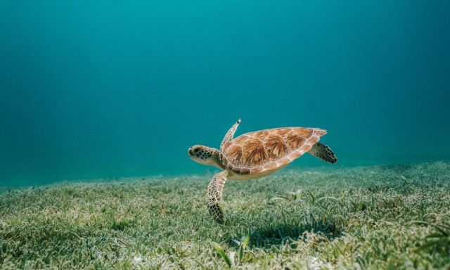 Ένα ξεχασμένο απολίθωμα χελώνας αναθεωρεί τους χάρτες εξέλιξης