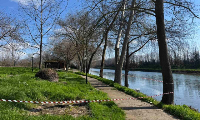 Κρούσματα έλκους πλατάνου εντοπίστηκαν στην Πέλλα - Μέτρα προστασίας από τον δήμο και το δασαρχείο