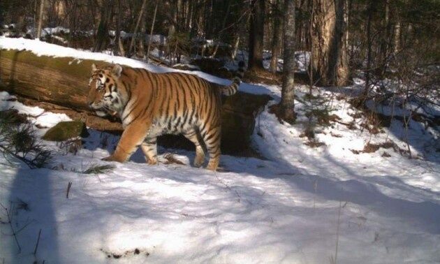 Το Καζακστάν φυτεύει 37.000 δενδρύλλια για να προετοιμάσει την επικείμενη επιστροφή των τίγρεων