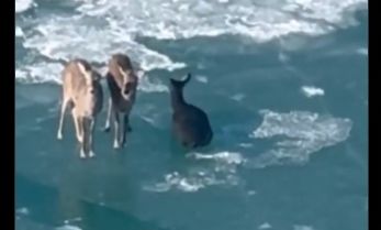 Ελάφια πάνω σε πάγο επιπλέουν στον ποταμό Ντιτρόιτ - Γιατί δεν έγινε διάσωσή τους