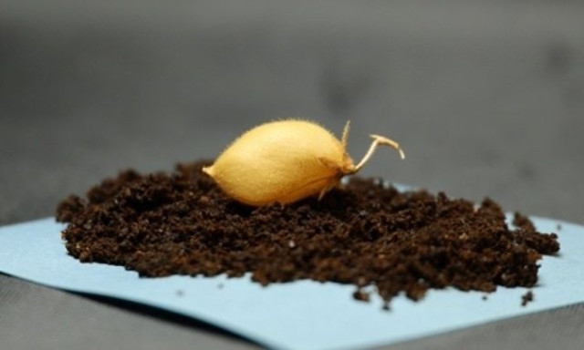 Επιστήμονες καλλιέργησαν ρεβίθια σε προσομοιωμένο σεληνιακό χώμα