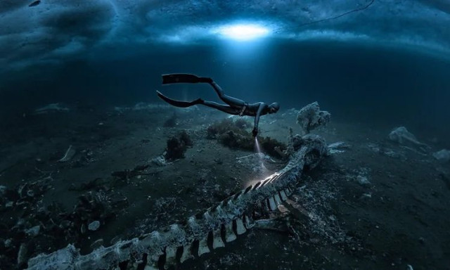 «Το νεκροταφείο των φαλαινών»: Συγκλονιστικές εικόνες από τον παγωμένο βυθό της Γροιλανδίας