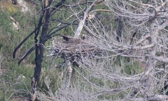 Δάσος Δαδιάς: Γεννήθηκαν οι πρώτοι μαυρόγυπες στις τεχνητές φωλιές