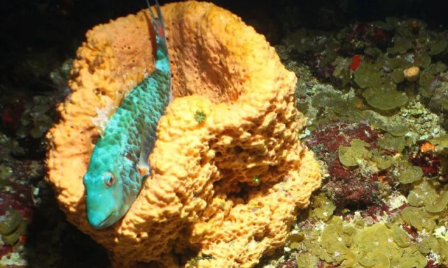 «Χαμένοι κόσμοι» στην Καραϊβική: Άγνωστα υποθαλάσσια όρη και παράξενα πλάσματα